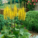 Ligularia przewalskii Potted
