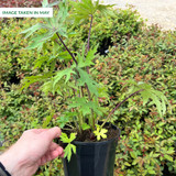 Ligularia przewalskii Potted