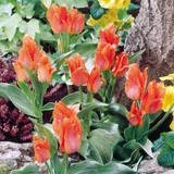 Tulip Orange Toronto (Saver Sized Bulbs)