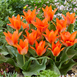 Tulip Orange Toronto