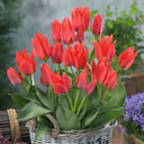 Multiflower Canada Tulip Collection (Saver Sized Bulbs)