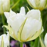 Tulip 'White Valley'