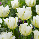 Tulip 'White Valley'