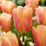 Tulip Jimmy Collection