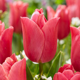 Tulip Jimmy Collection