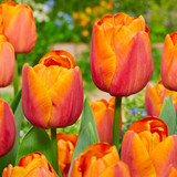 Tulip Jimmy Collection