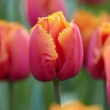 Tulip 'Louvre Orange'