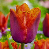 Tulip 'Louvre Orange'