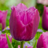 Tulip Fringed Louvre Collection