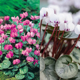 Cyclamen Coum Collection