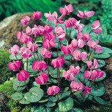 Cyclamen Coum Collection