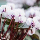 Cyclamen Coum Collection