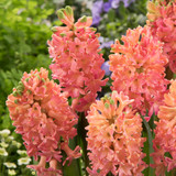 Hyacinth 'Sweet Invitation'
