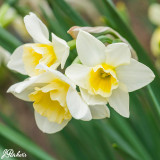 Narcissus 'Sweet Love'