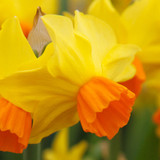 Narcissus 'Bittern'