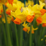 Triandrus Narcissi Collection