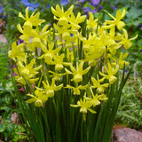 Triandrus Narcissus Collection (Pack 45)