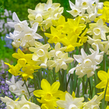 Narcissus Sensation Mix