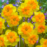 Narcissus 'Slice of Life'