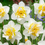 Narcissus 'Sweet Desire'