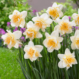 Narcissus 'Sweet Desire'
