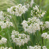 Allium Cernuum 'White Dwarf'