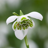 Galanthus 'Hippolyta'