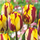 Rembrandt Tulip Collection