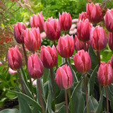 Rembrandt Tulip Collection