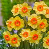 Narcissus Unusual Jonquilla Collection