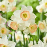 Narcissus Unusual Jonquilla Collection