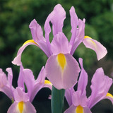 Iris Dutch Collection