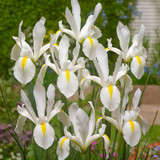 Iris Dutch Collection