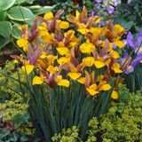 Iris Dutch Collection