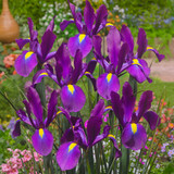 Iris Dutch Collection