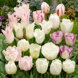 Tulip Blend Collection