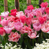 Tulip Blend Collection B