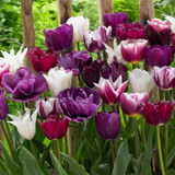 Tulip Blend Collection