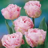 Tulip Romantic Honeymoon Bouquet Collection