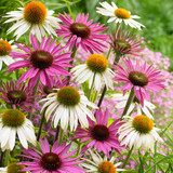 Echinacea purpurea Primadonna Mix
