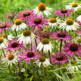 Echinacea purpurea Primadonna Mix