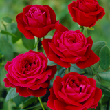 Rose 'Mr Lincoln'
