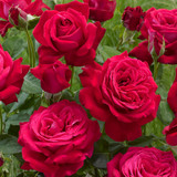 HT Rose Collection