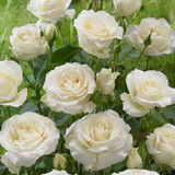 HT Rose Collection