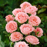 Floribunda Rose Collection