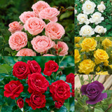 Floribunda Rose Collection