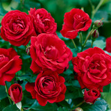Floribunda Rose Collection