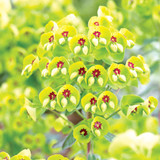 Designer Euphorbia Collection