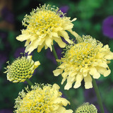 Scabiosa Collection (7cm Pot Grown Plants)