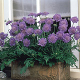 Scabiosa Collection (7cm Pot Grown Plants)